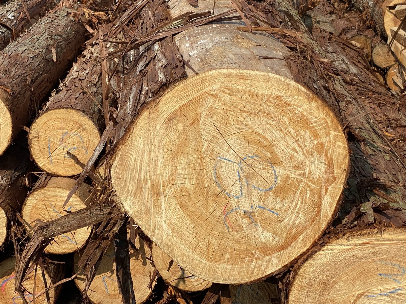 材木商見学＠大竹の家ーi