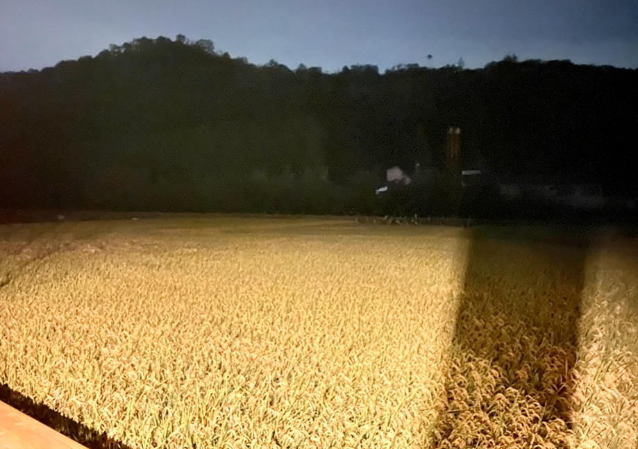 インタビューに訪れたのは夕暮れ時、縁側からは稜線をバックに黄金の景色が広がっていました。